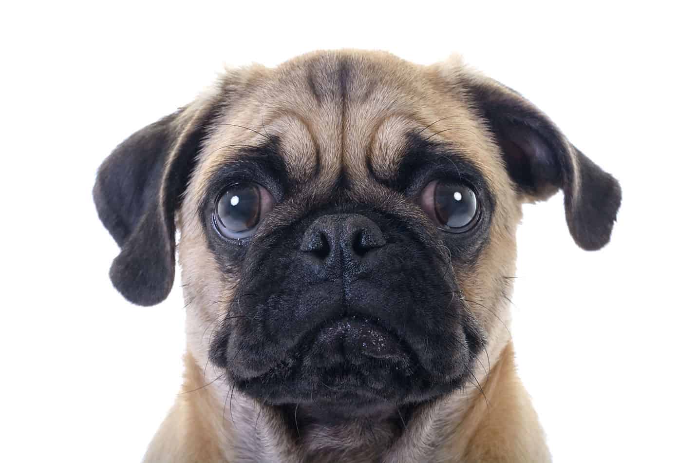 Pug Temperament: What's it Like Owning One? - Embora Pets