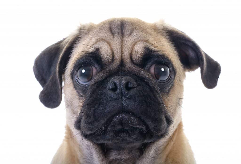 Are Pugs Easy to Train? Embora Pets