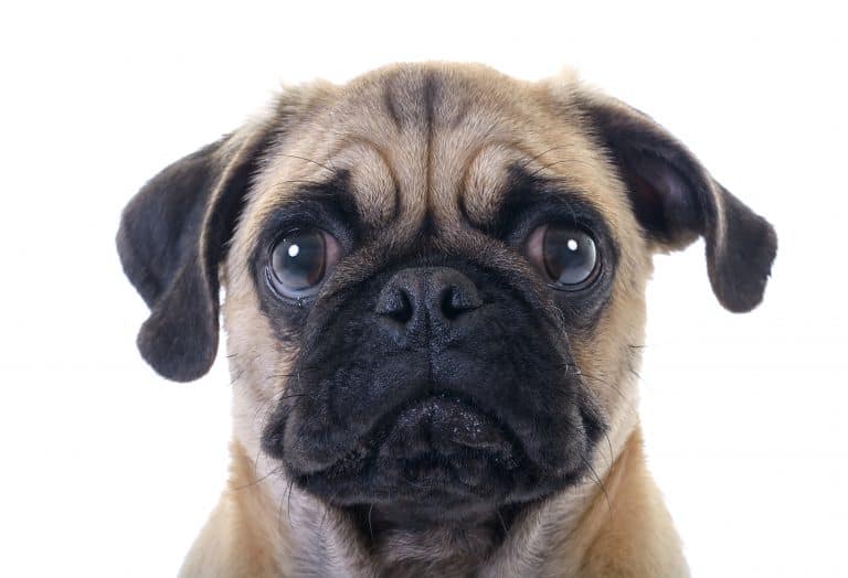Are Pugs Easy to Train? - Embora Pets