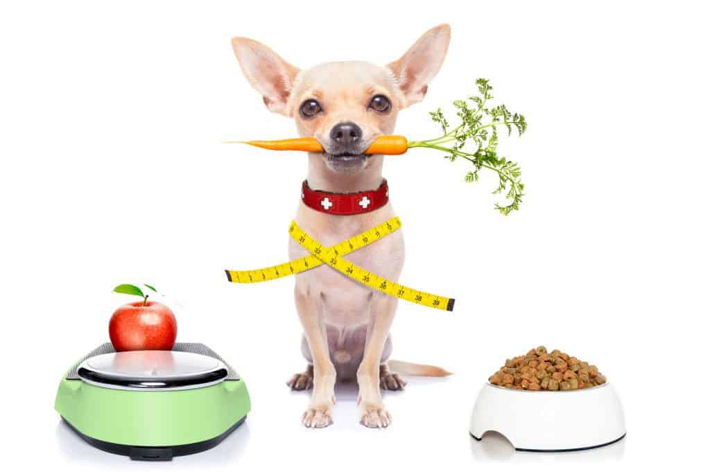 37165618 m The Ultimate Guide to What Chihuahuas Can (And Can't) Eat