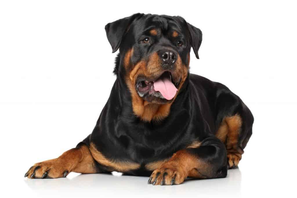 37459238 m Rottweiler Intelligence: Are They Really Dumb like Some People Say?