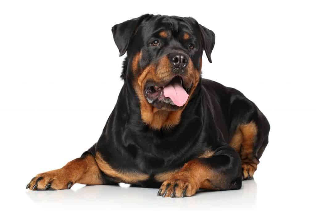 rottweiler intelligence rank