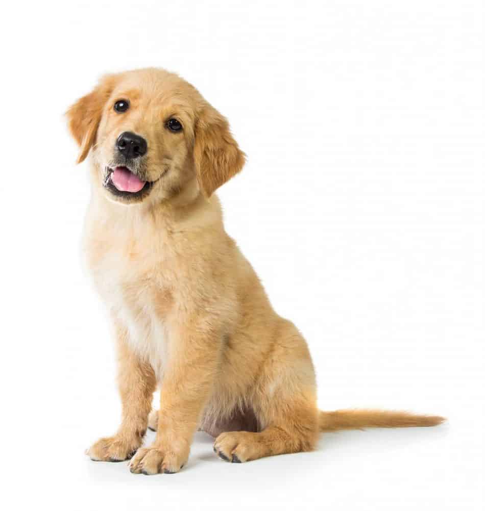 golden retriever and chihuahua mix