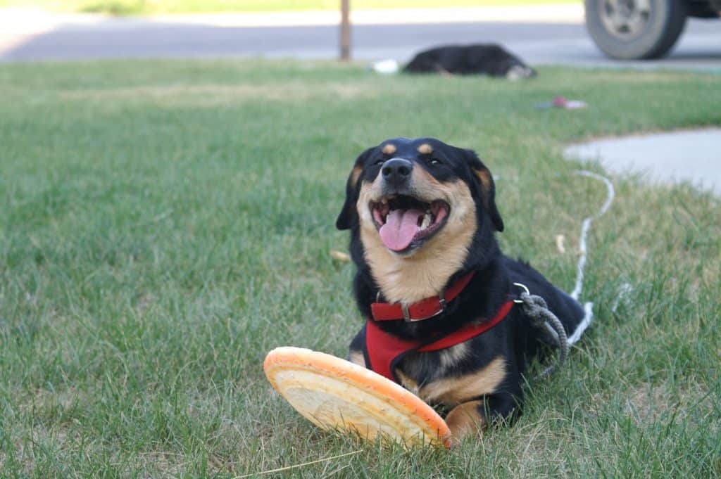 Rottweiler Mix Breed