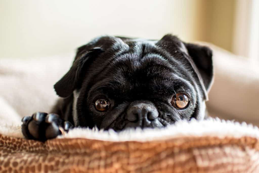 43452643 m 1 Pug Temperament: What's it Like Owning One?