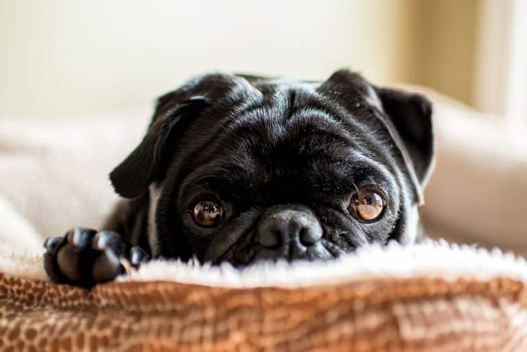 Pug Rescue Guide: How to Find One, and What it Will be Like