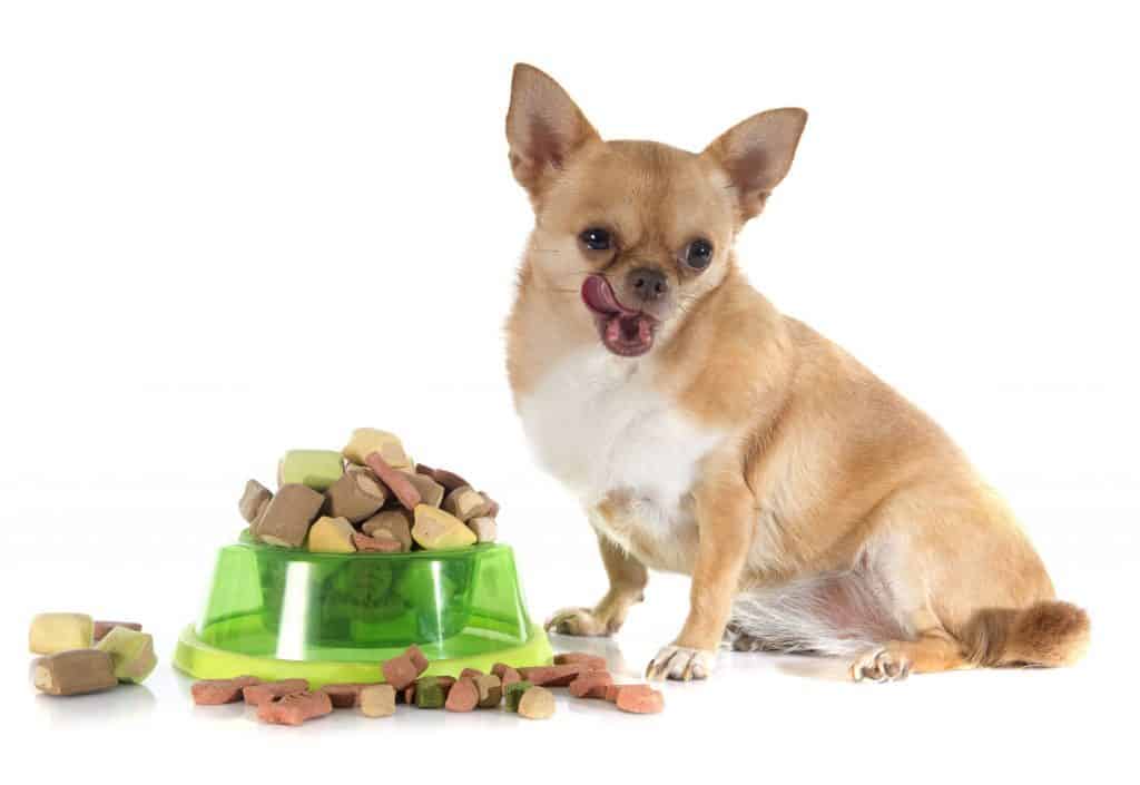 chihuahua digestive system