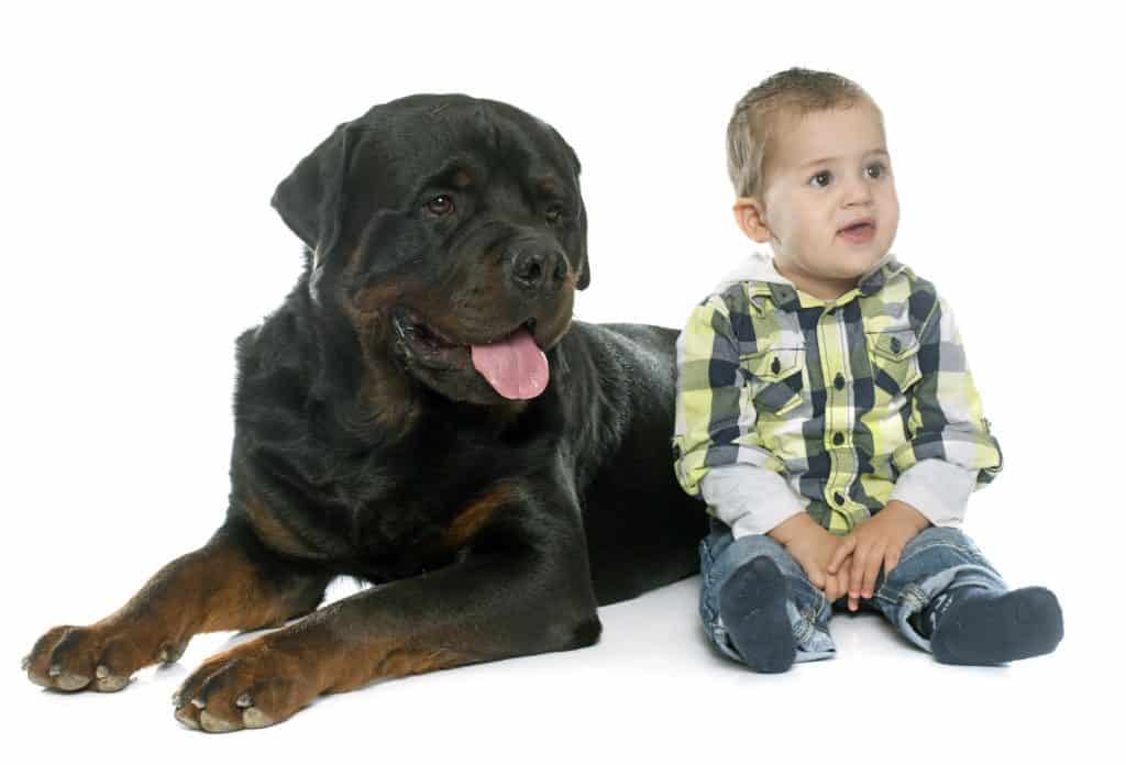 rottweiler children