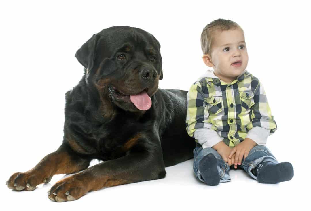 Are Rottweilers Good with Kids? A Guide for Parents Embora Pets