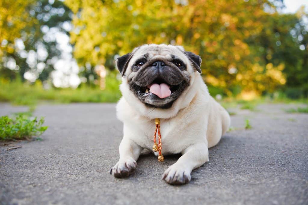 48973525 m What Are Pugs Bred For?