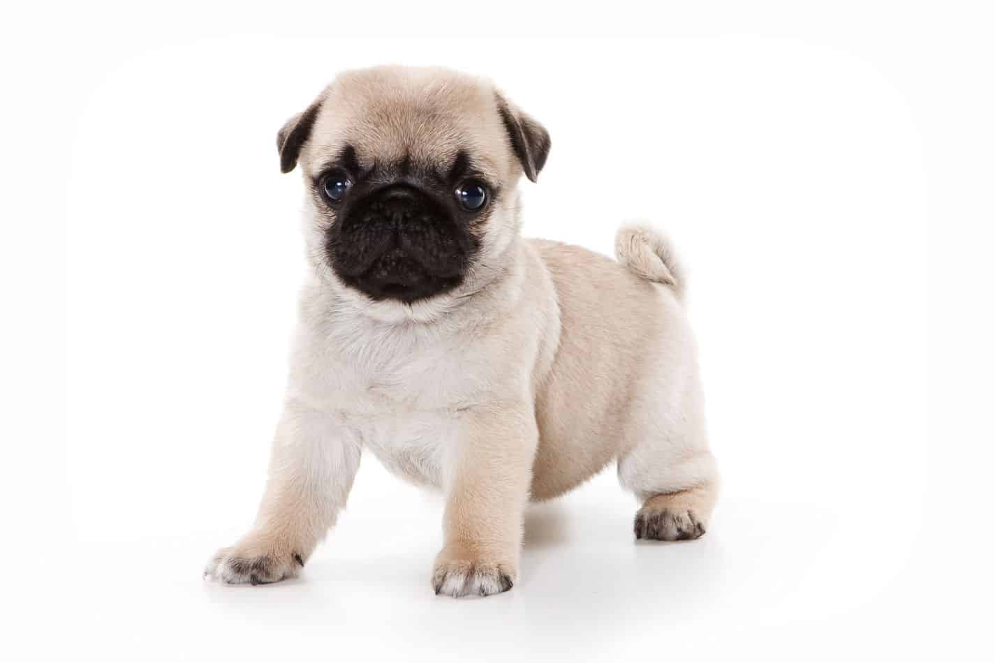 what is a pug