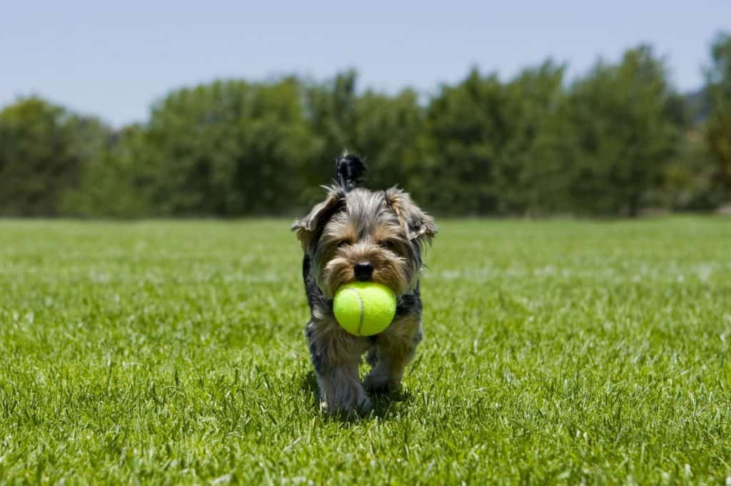 5326389 m Yorkshire Terrier Temperament: What's it like Owning One?