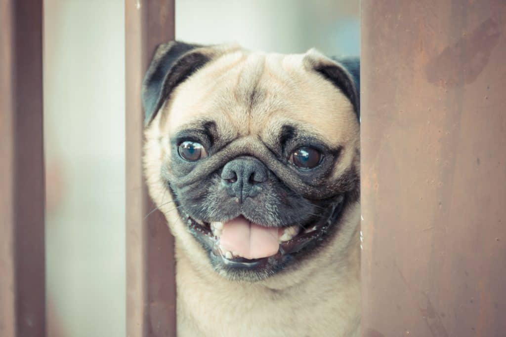 57812971 m 2 Are Pugs Hypoallergenic? Tips for Families with Allergies