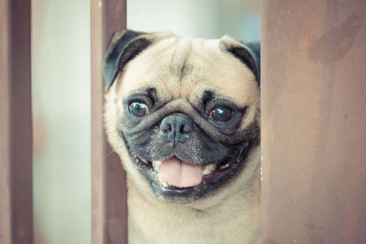 Are Pugs Hypoallergenic? Tips for Families with Allergies Embora Pets