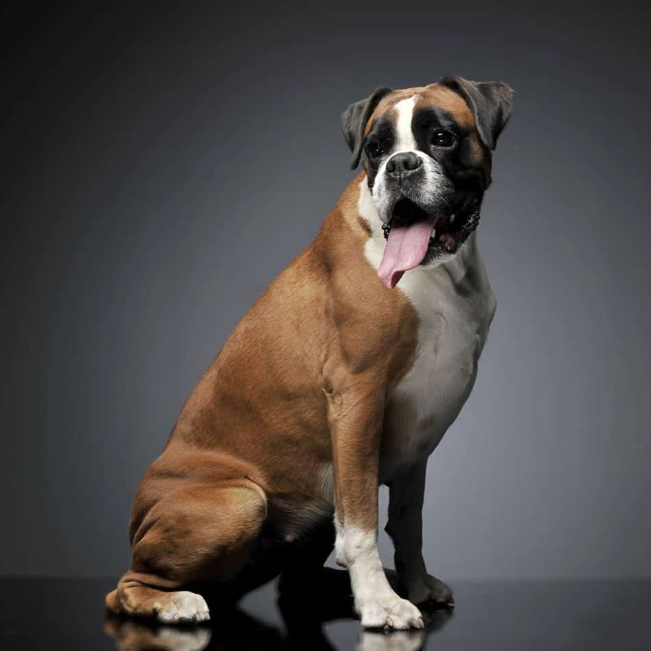 boxer dog breed mix