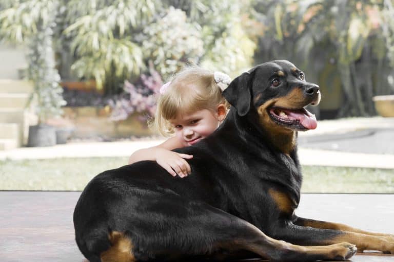 are bones safe for rottweiler puppies