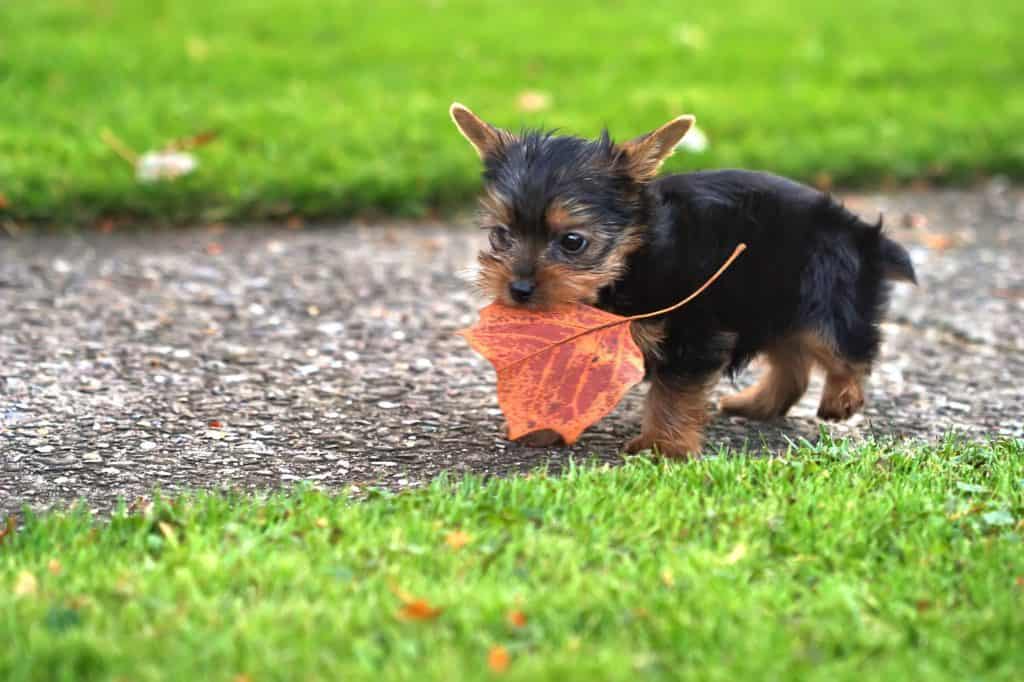 654856 m Mini Yorkshire Terriers: Everything You Could Want to Know