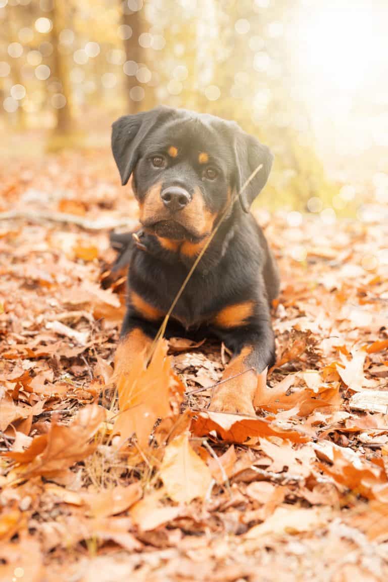 Do Rottweilers Shed? Embora Pets