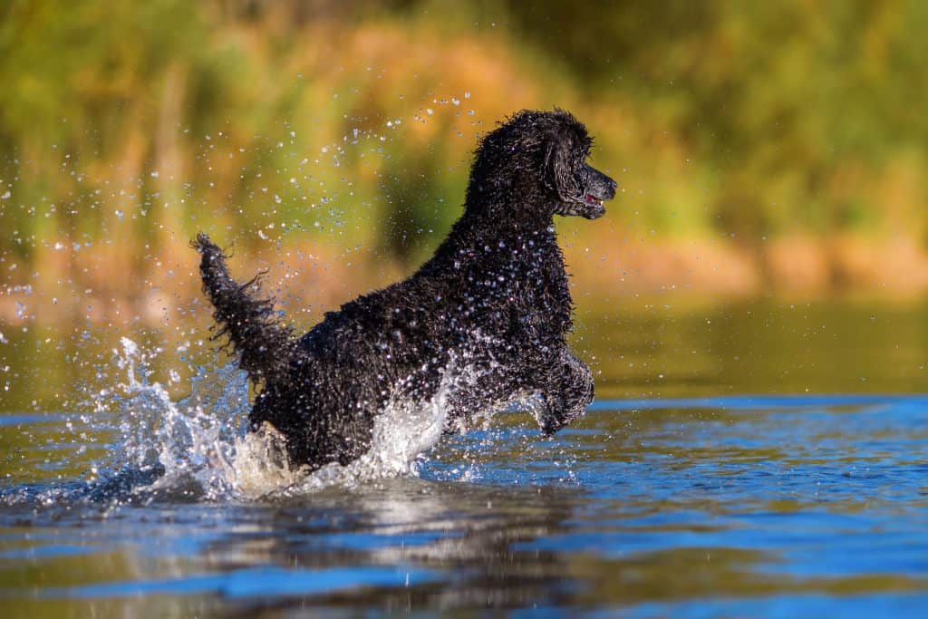 68495567 m Can Poodles Swim?