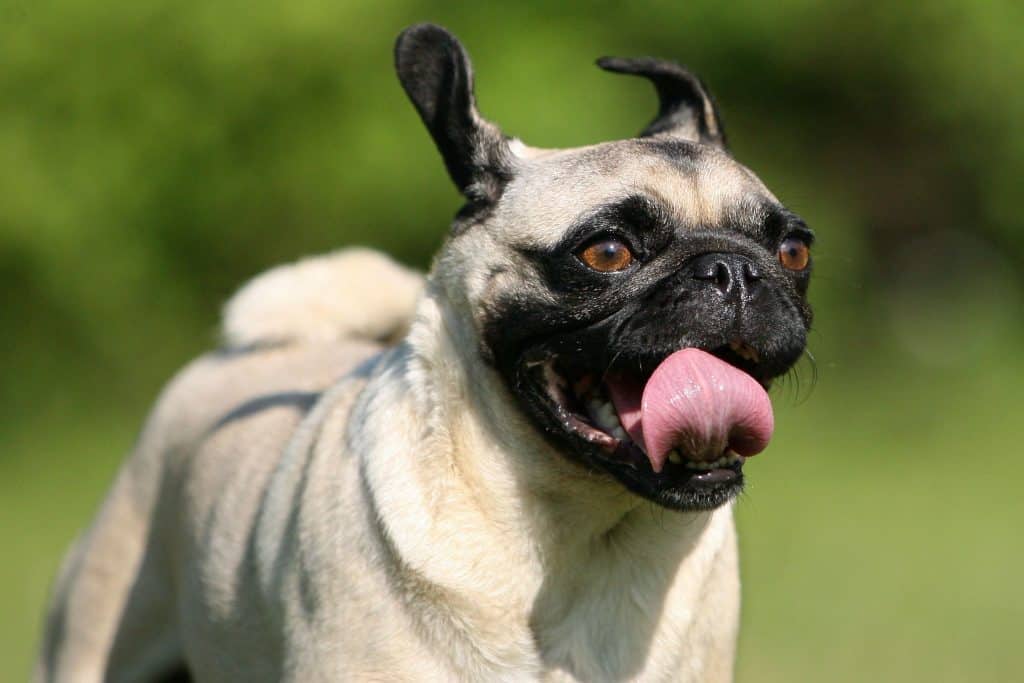 are pug dogs easy to train