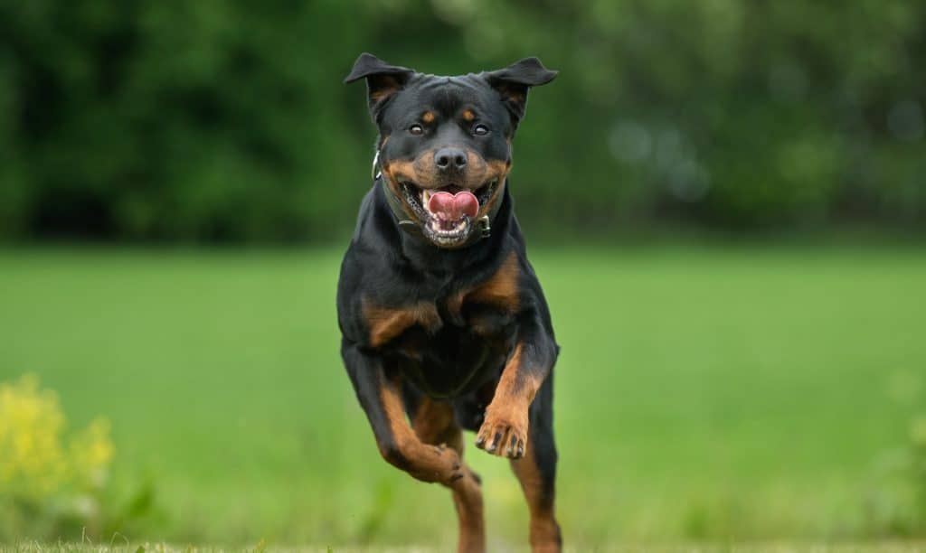73416107 m 3 Are Rottweilers Good with Kids? A Guide for Parents