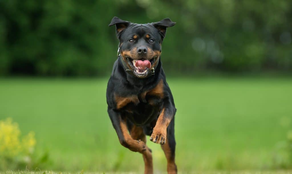 how hard is it to train a rottweilers bite