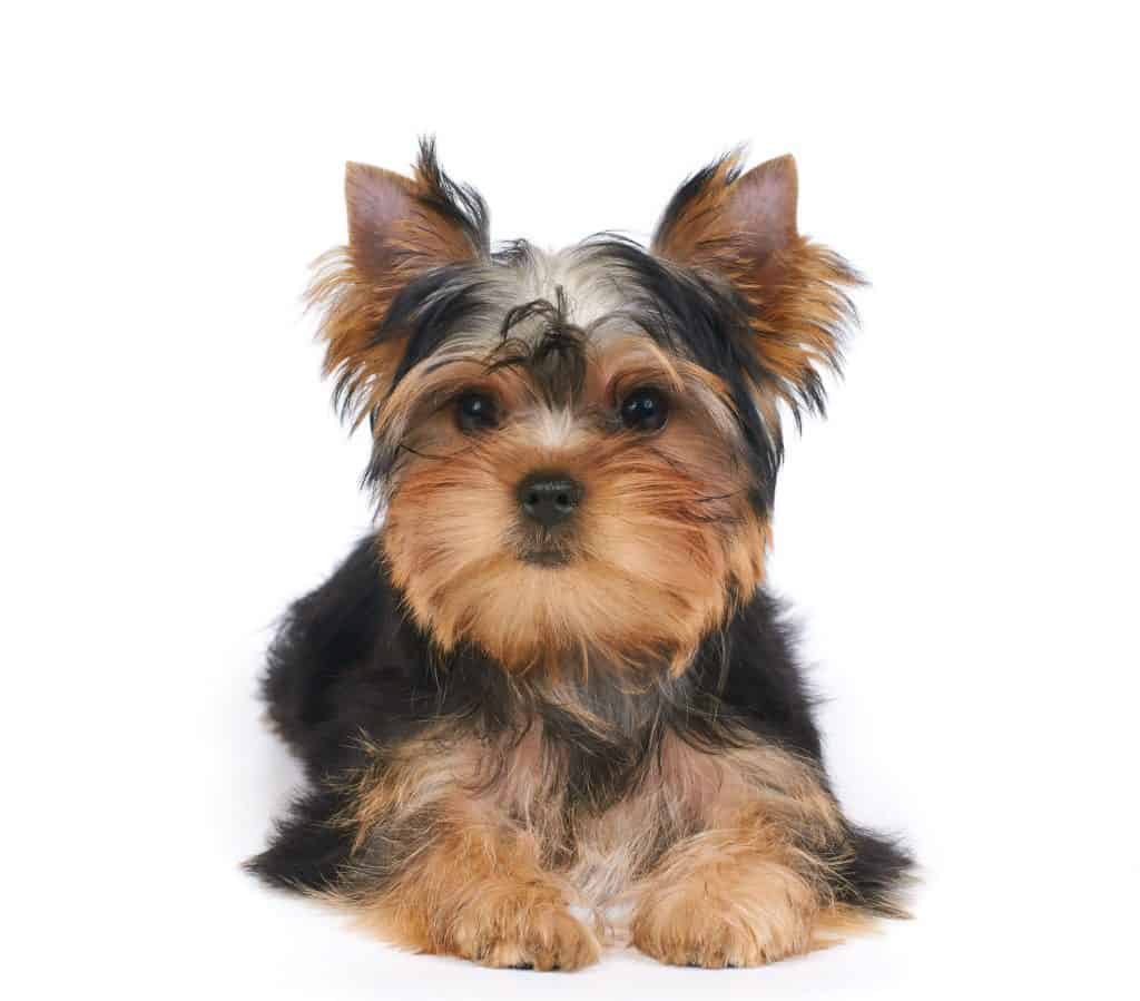 74263558 m Mini Yorkshire Terriers: Everything You Could Want to Know