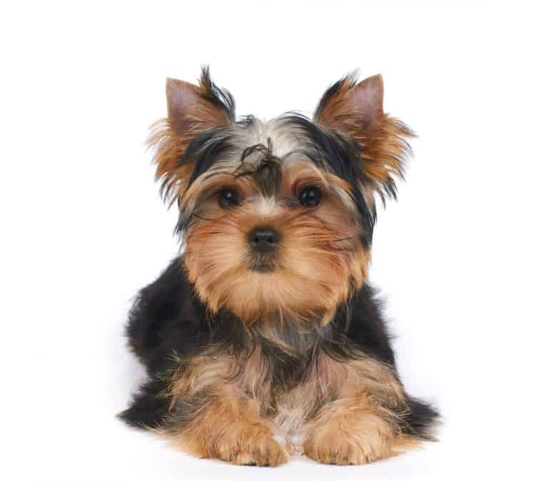 Mini Yorkshire Terriers: Everything You Could Want to Know - Embora Pets