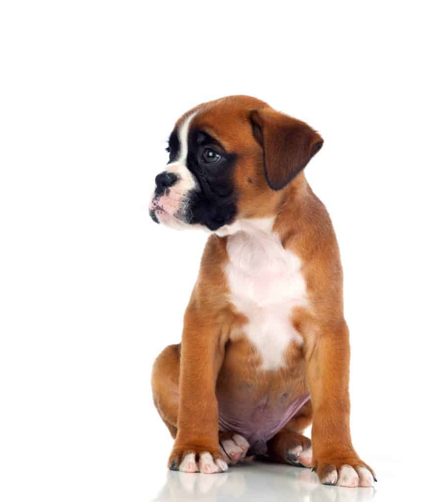 do boxer dogs shed