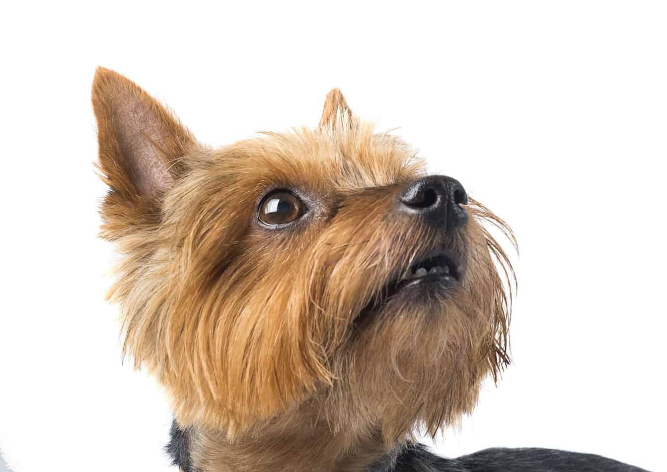 owning a yorkshire terrier