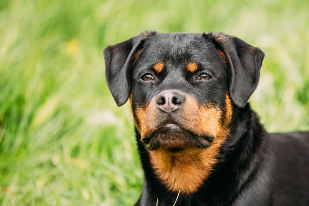 rottweiler intelligence rank