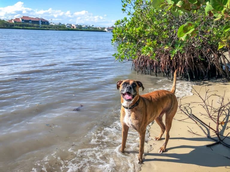 Can Boxers Swim?