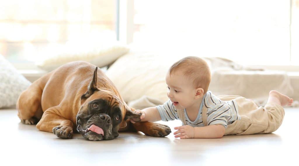 Mini Boxers: Everything You Could Want to Know - Embora Pets