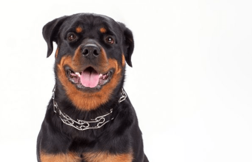 Do Rottweilers Shed? (What to do about the shedding!)