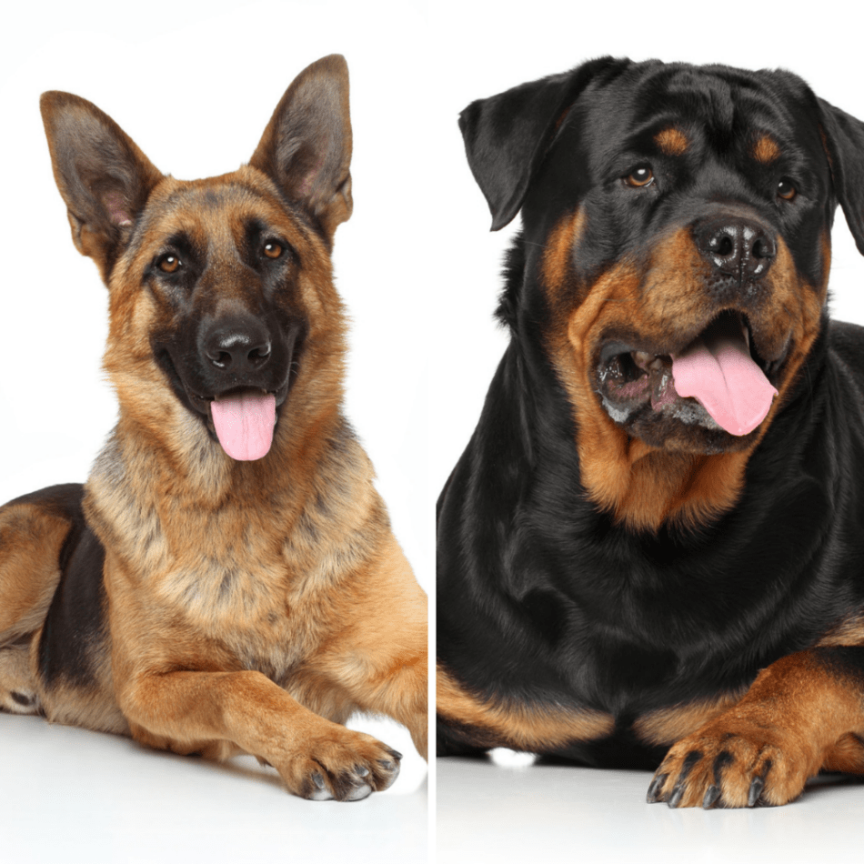 Rottweiler Mix With German Shepherd