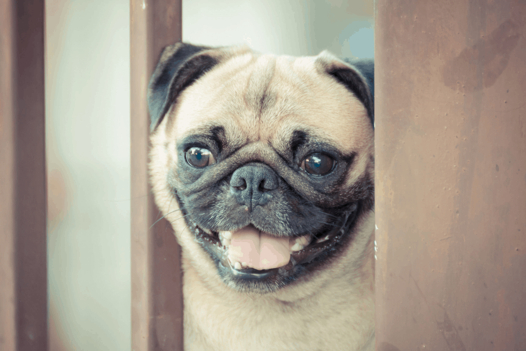 what do pugs eat? The Ultimate Guide to What Pugs Can (And Can't) Eat