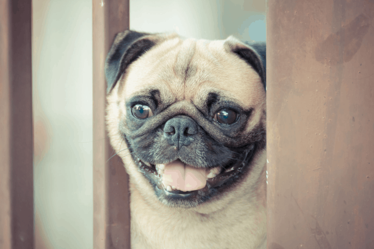 The Ultimate Guide to What Pugs Can (And Can’t) Eat