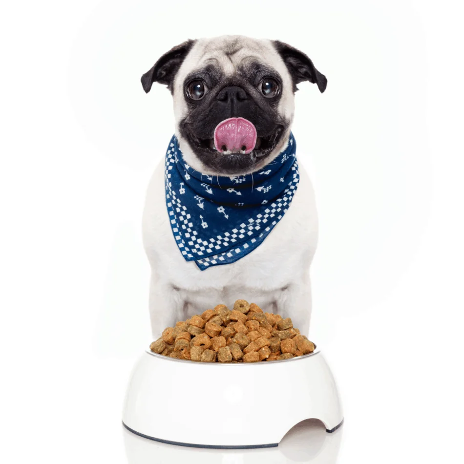 The Ultimate Guide to What Pugs Can (And Can't) Eat