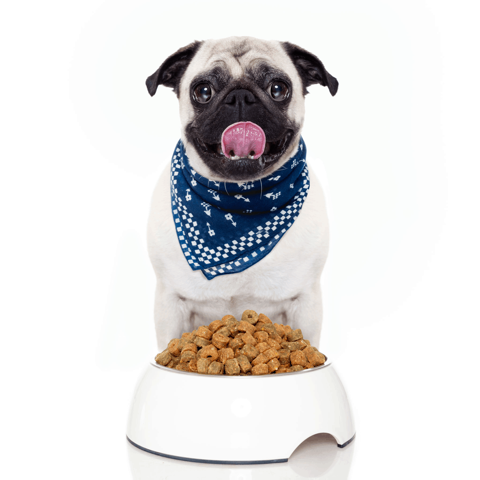 what do pugs eat? The Ultimate Guide to What Pugs Can (And Can't) Eat