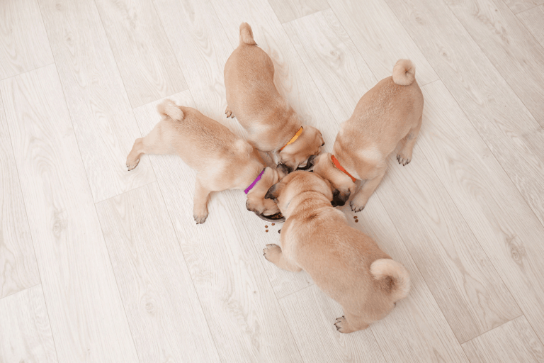 what do pugs eat? The Ultimate Guide to What Pugs Can (And Can't) Eat