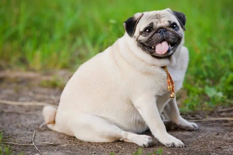 Average Cost of Buying a Pug (With 21 Examples)