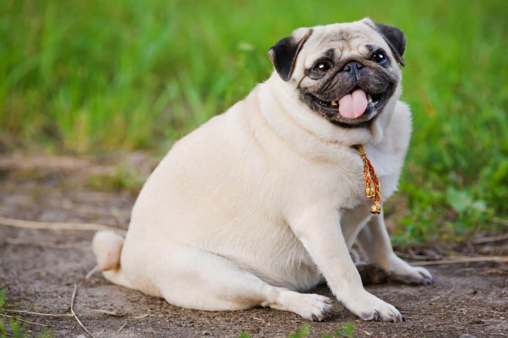 Average Cost of Buying a Pug (With 21 