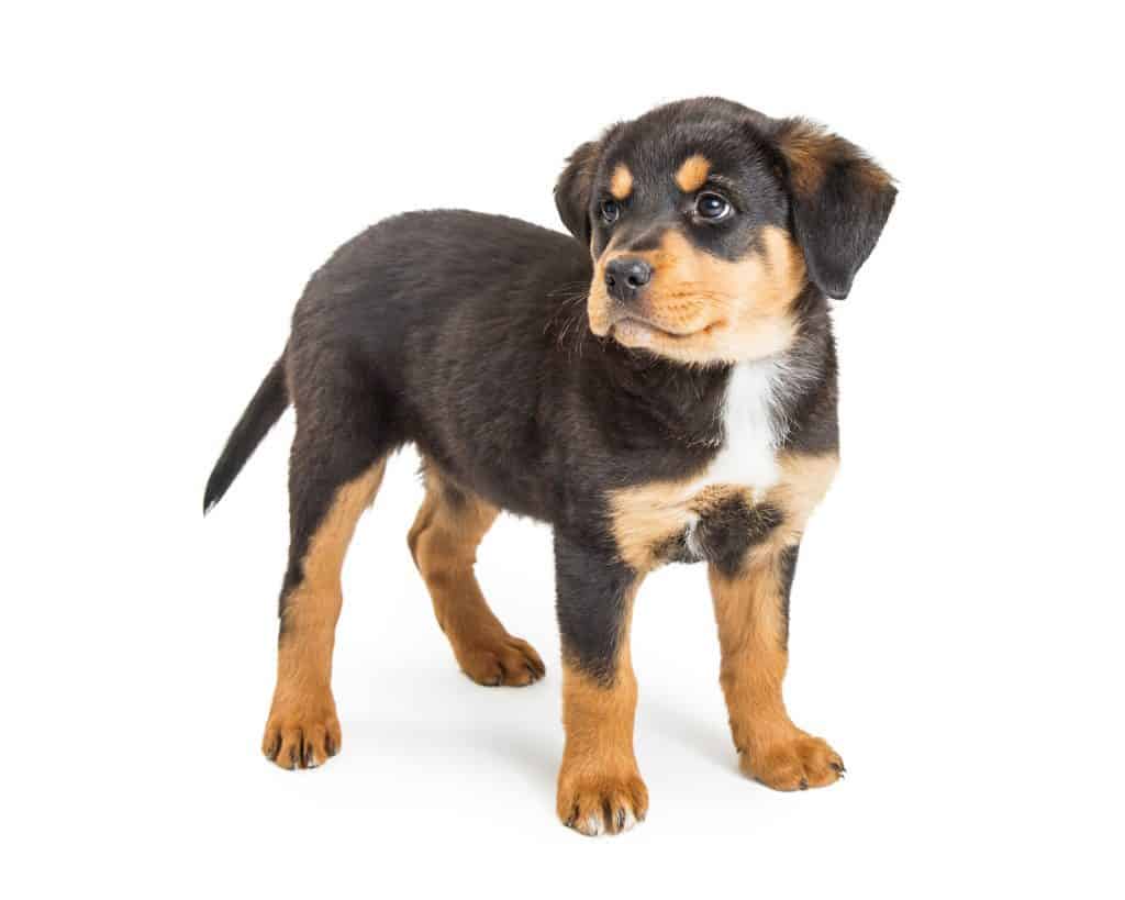 small rottweiler