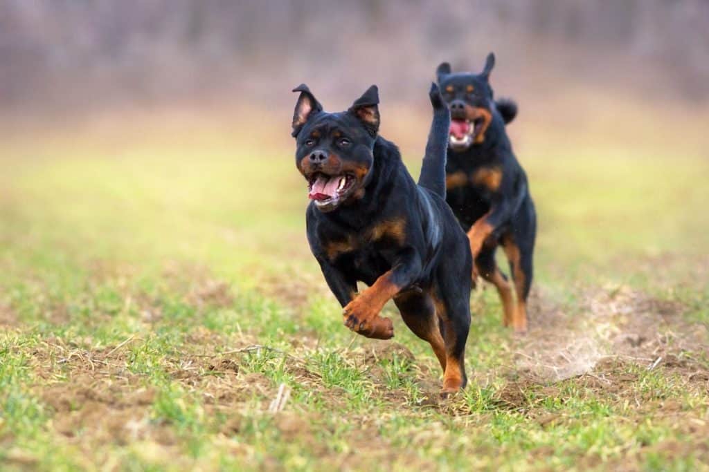 Rottweilers as Pets: Cost, Life Expectancy, and Temperament #dogs #puppies #pets