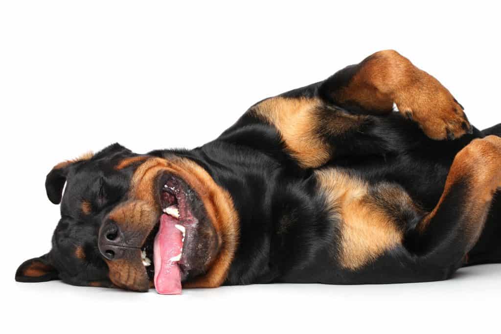 Rottweilers as Pets: Cost, Life Expectancy, and Temperament #dogs #puppies #pets