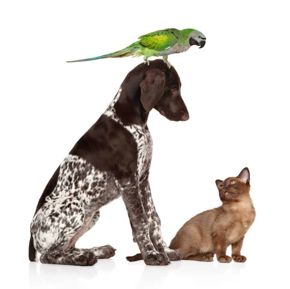 Do Pointers Get Along With Cats? Embora Pets