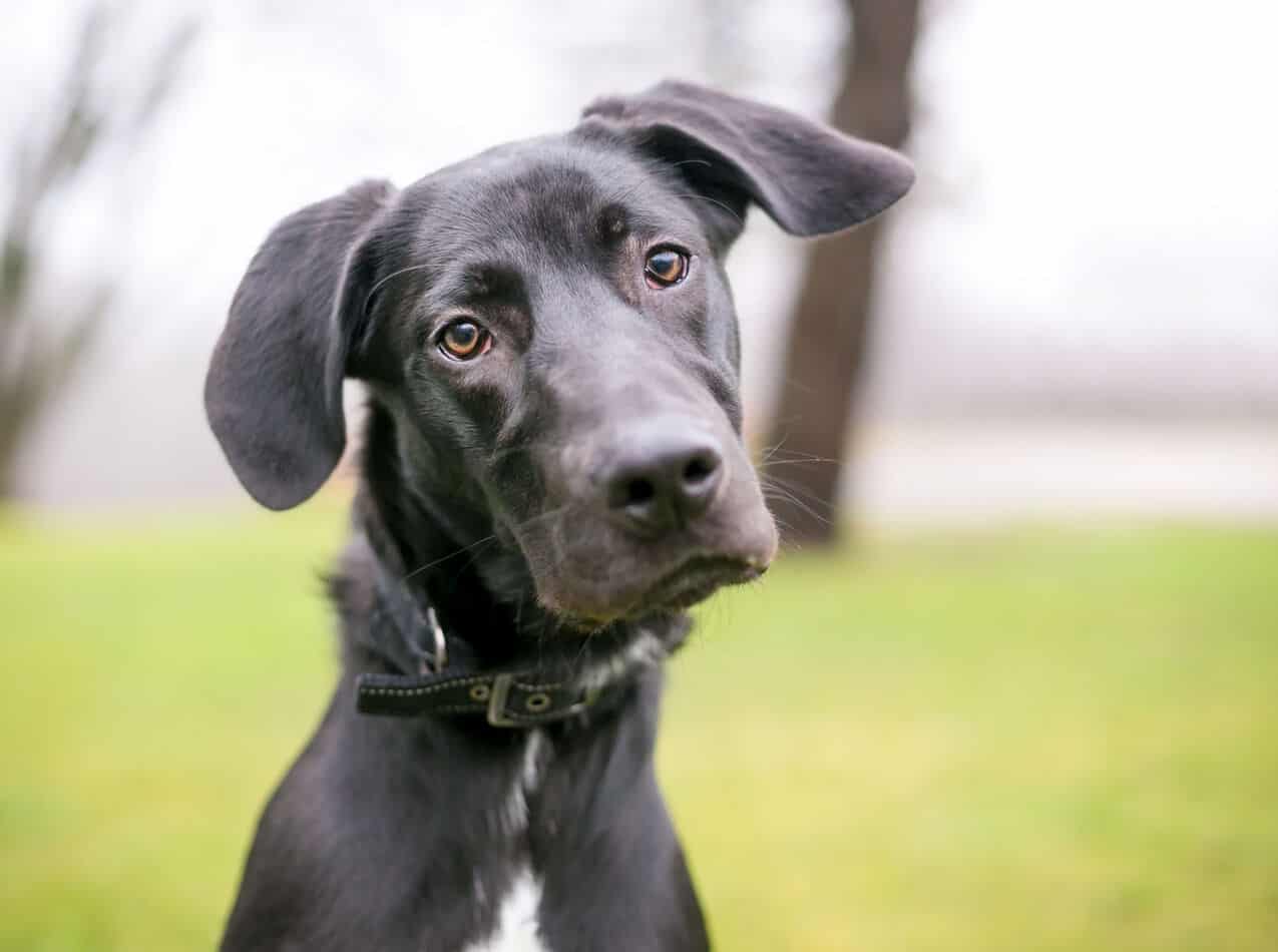 newfoundland dane mix