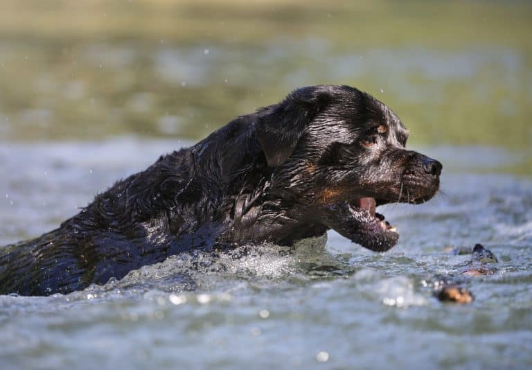 Can Rottweilers Swim? (Read this first!)
