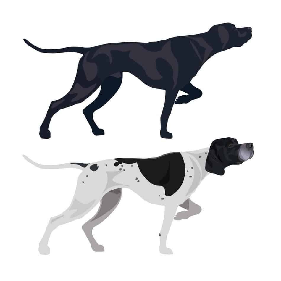 pointer breeds of dogs