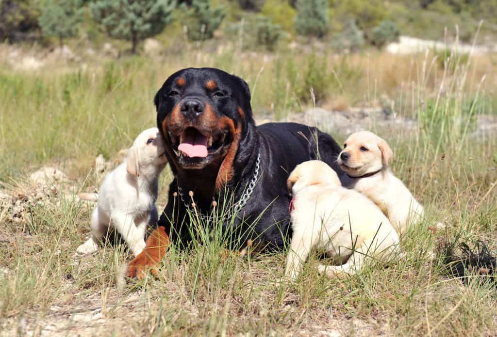golden retriever rottweiler mix puppies for sale